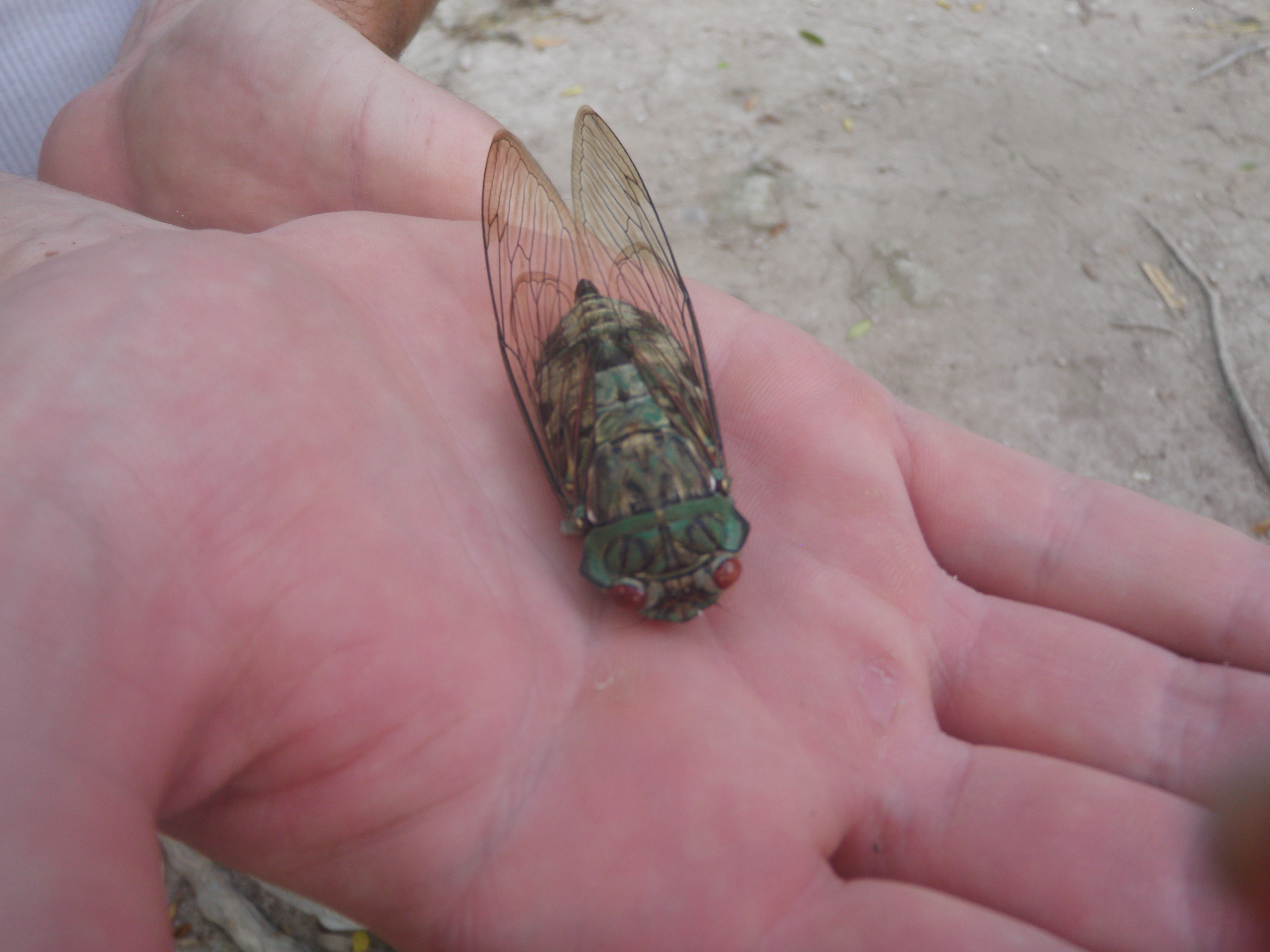 giant winged insect in palm of hand