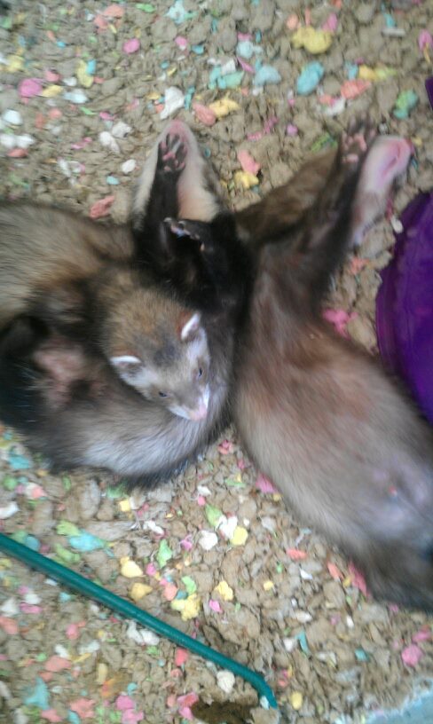 Ferrets at Pet Kingdom in Las Vegas