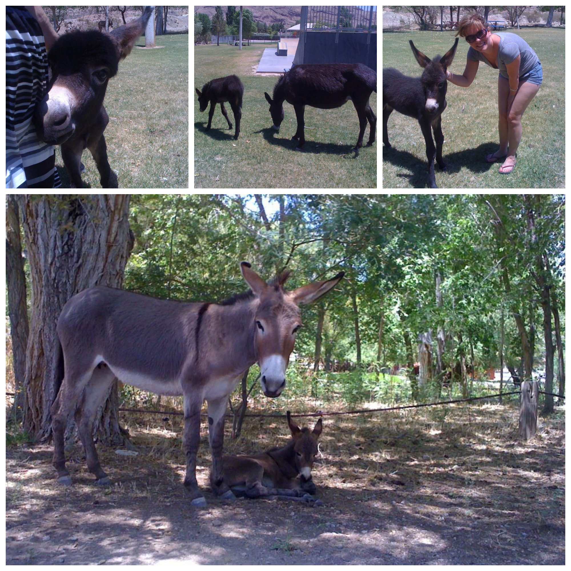 Wild burros in Spring Valley, Nevada