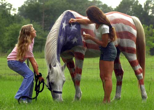 American patriotism American flag horse