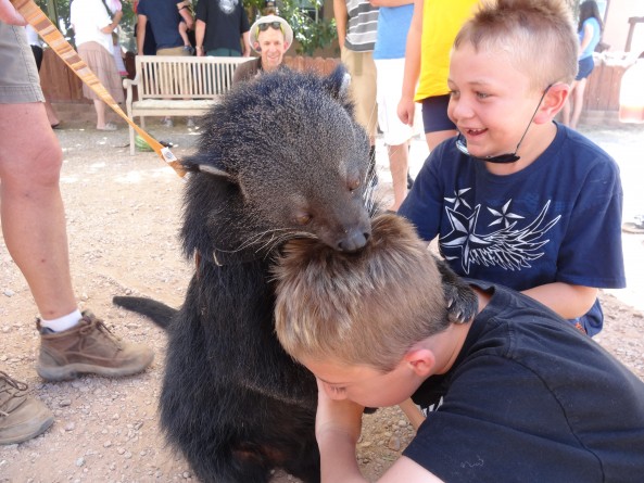 bear cat at roos n more zoo in moapa nevada