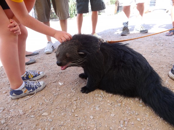 bear cat smiling as little boy scratches his head