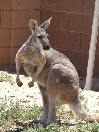 kangaroo zoo las vegas