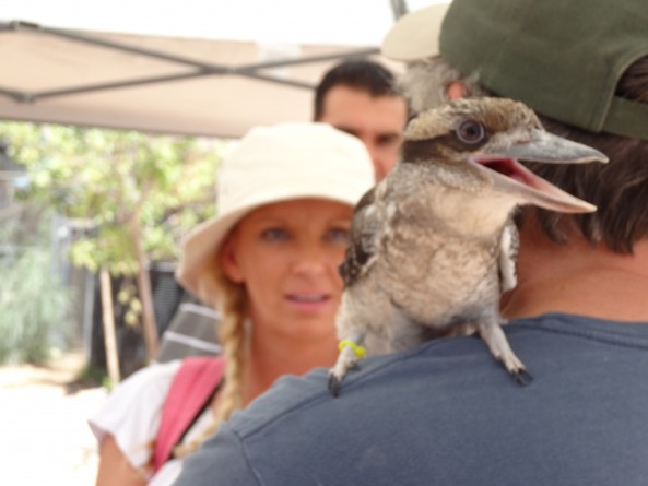 kookaburra bird sitting on shoulder of man at petting zoo