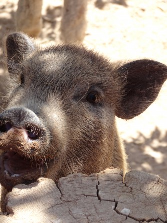 close-up of hog in the petting zoo