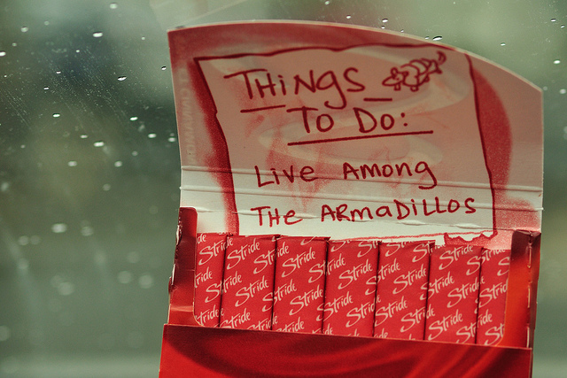 things to do: live among the armadillos
