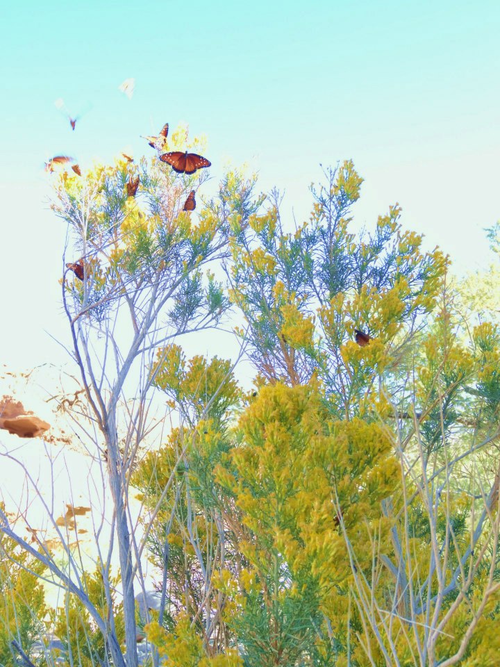 butterflies near the Arizona hot springs