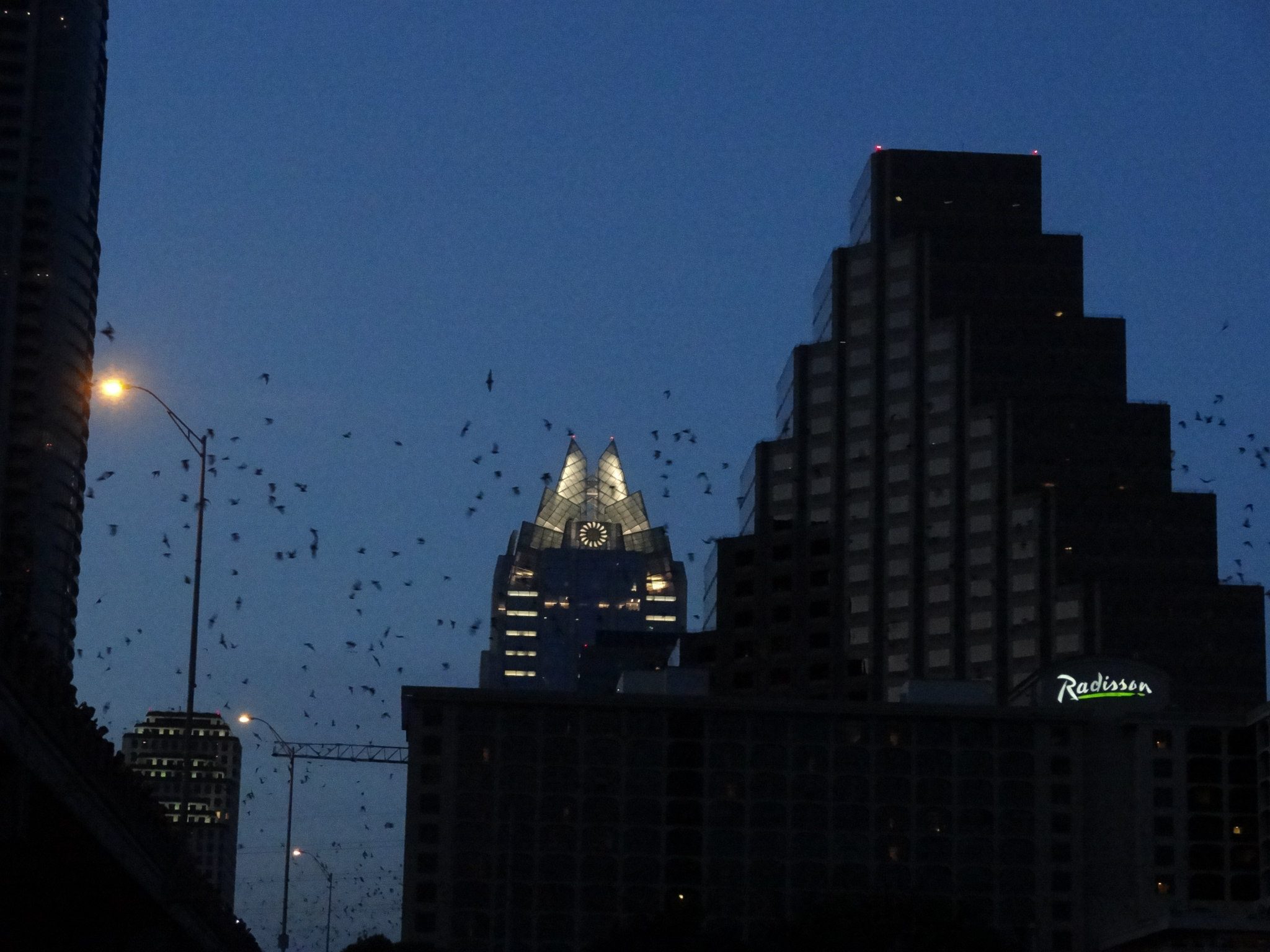 bats flying over South Congress bridge in Austin Texas