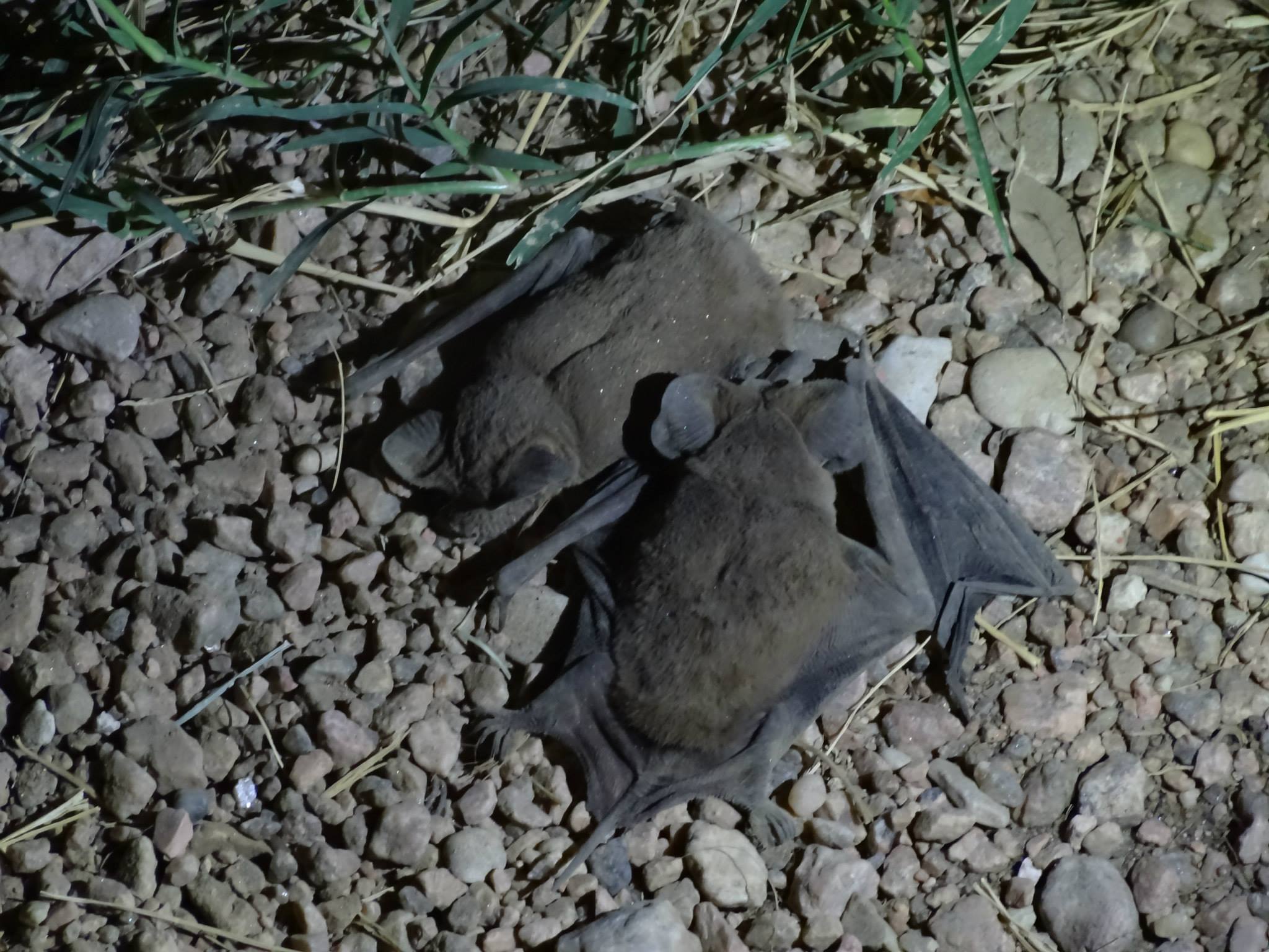 baby bats laying on the ground in Austin Texas