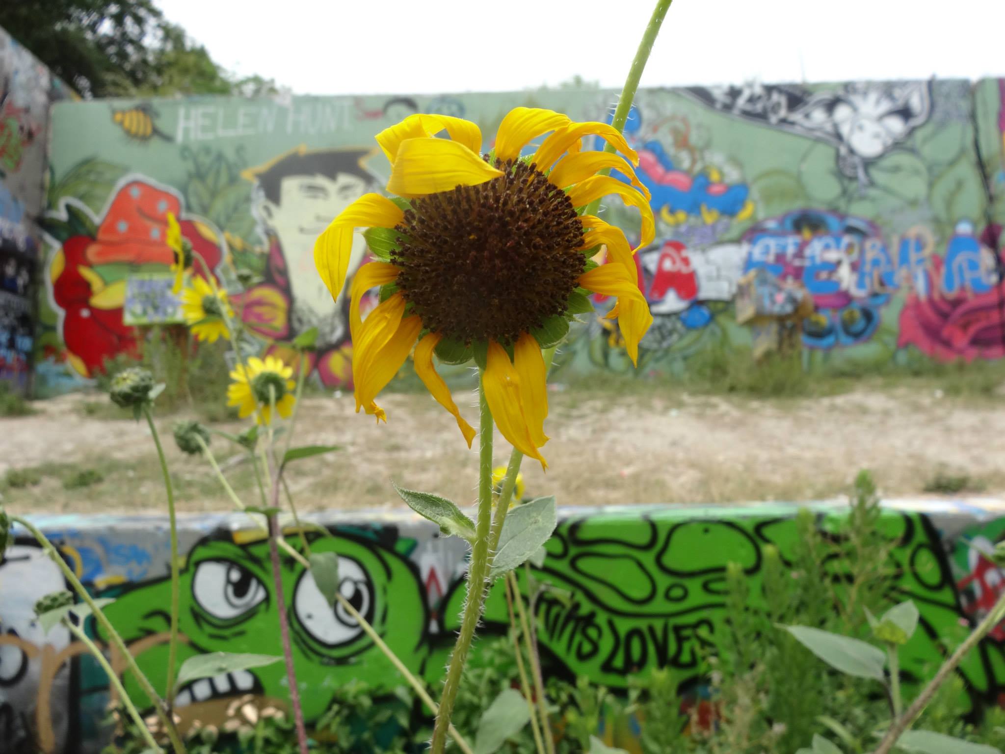 sunflower and graffiti art in Austin