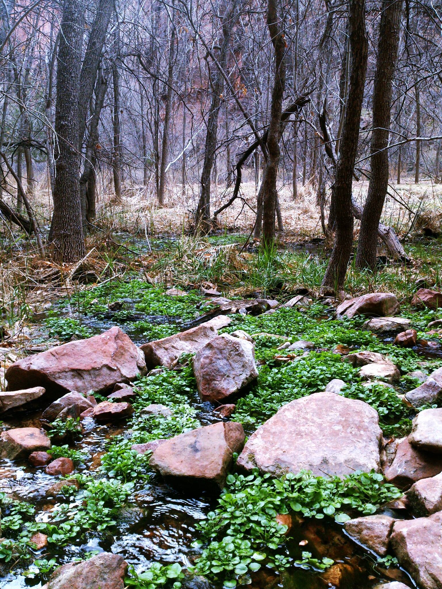 Tiny swamp at Zion