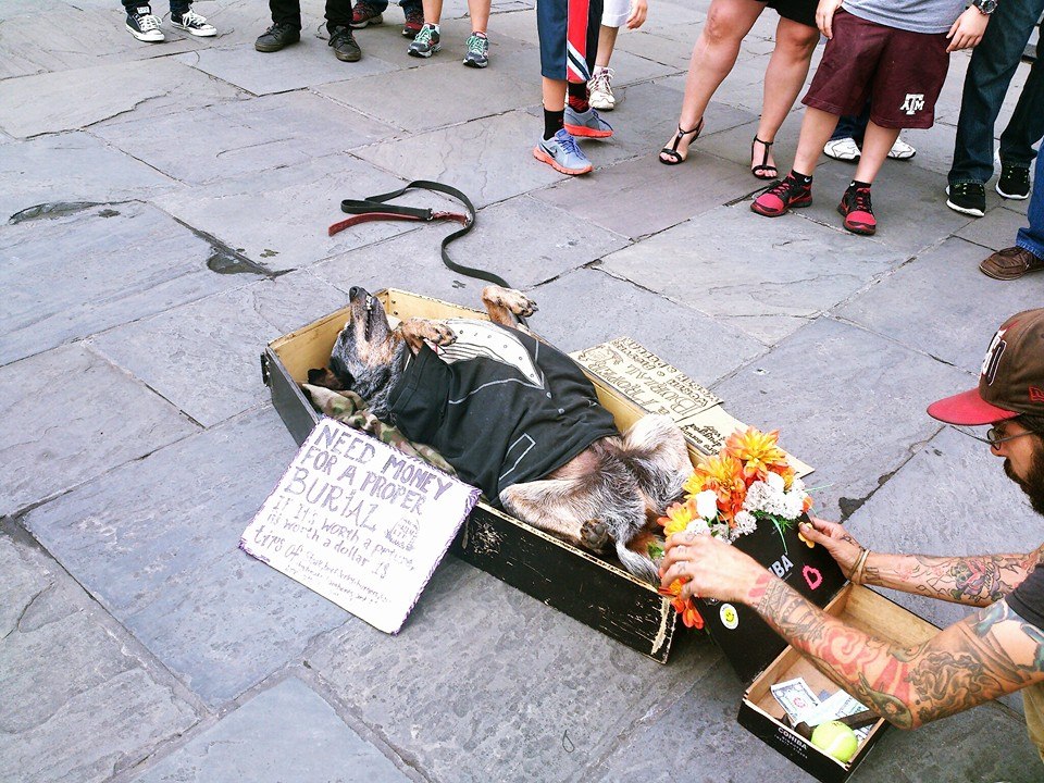 funny photo of dog playing dead in a fake casket