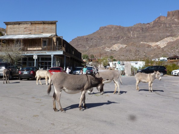 donkeys in oatman