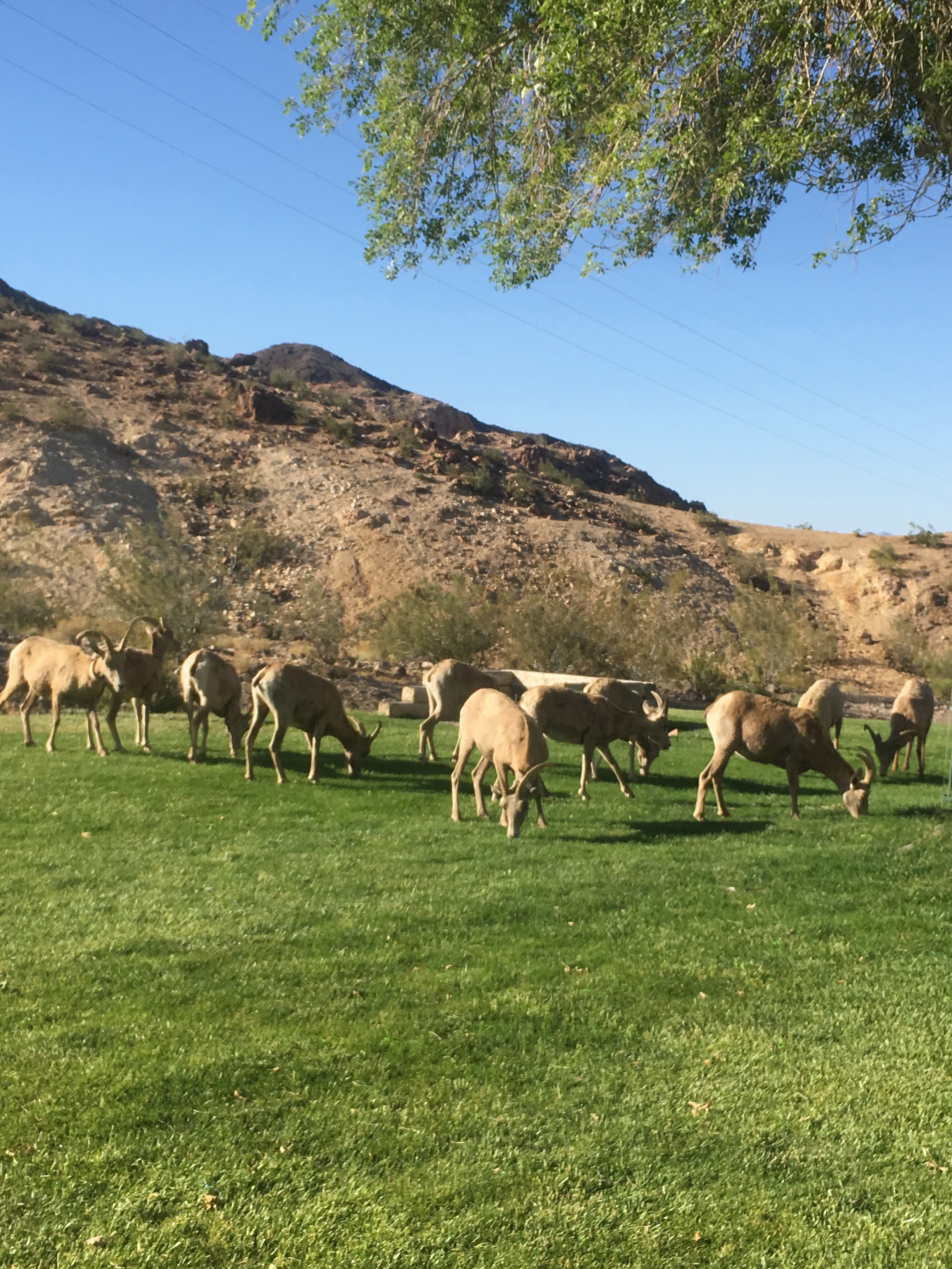 Big horned sheep in Hemenway Park 