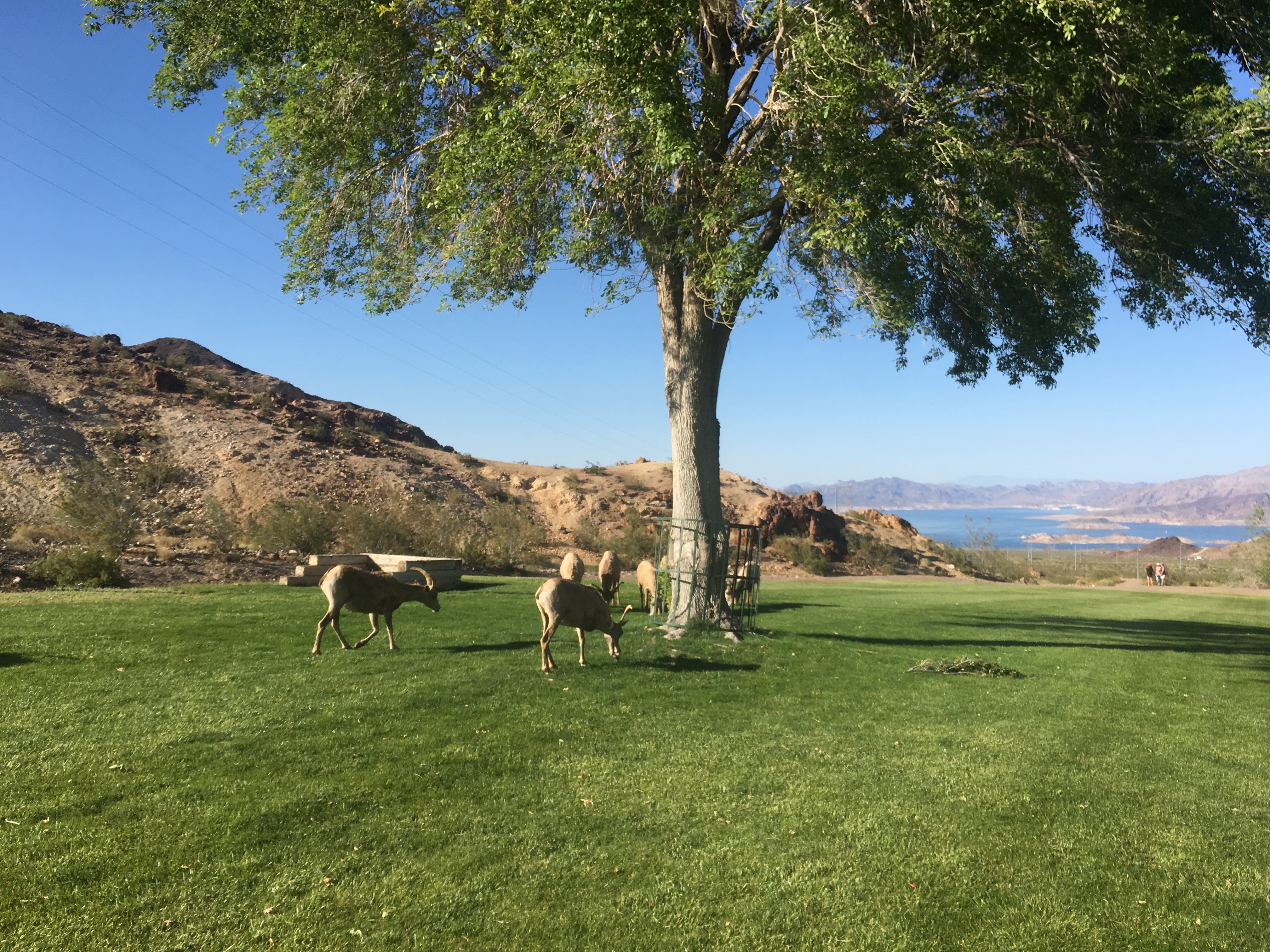 Big horned sheep standing near a tree and Lake Mead