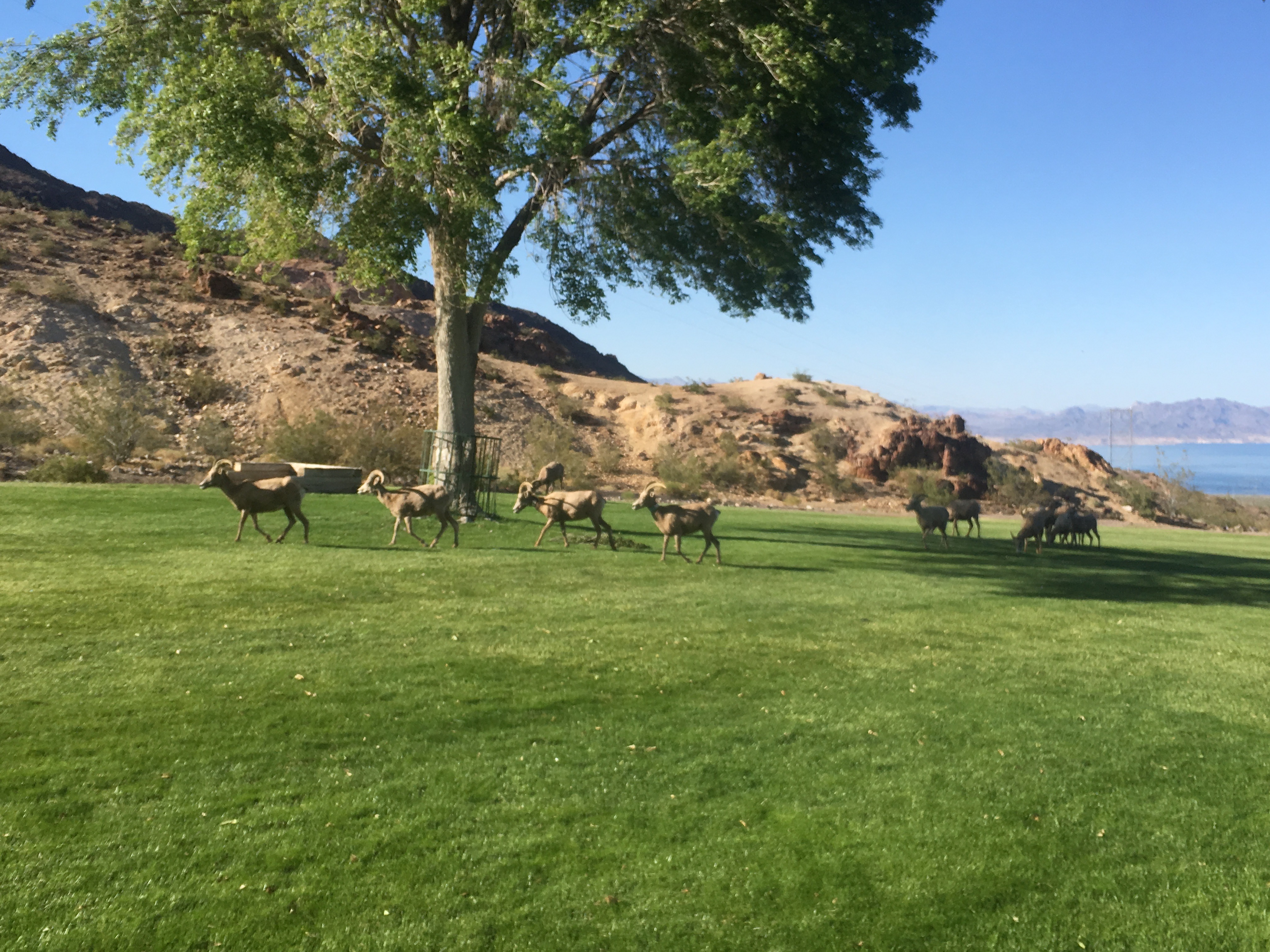 Bighorned sheep Las Vegas