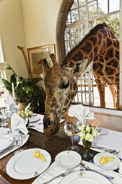giraffe at the Giraffe Manor in East Africa